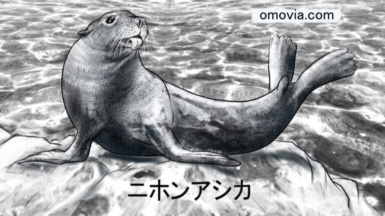 【ニホンアシカとは】生息地や絶滅の原因・生き残りの可能性についてのまとめ｜オモビア