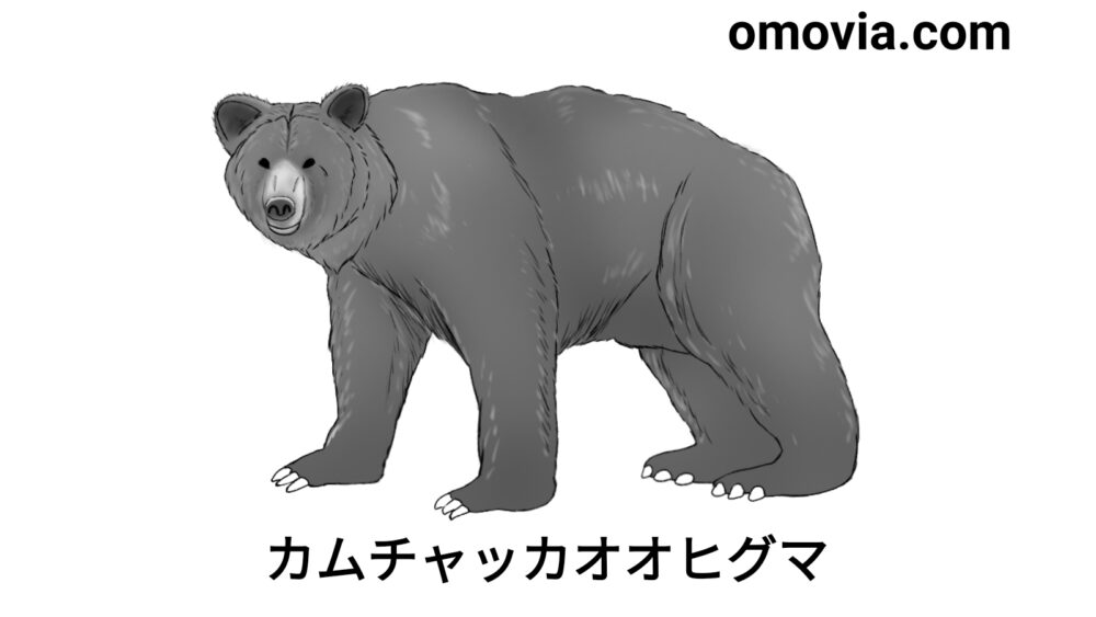 カムチャッカオオヒグマとは 生息地や絶滅の原因 生き残りの可能性まとめ オモビア